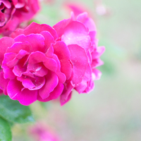 Fuschia colored roses by the beach..