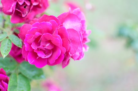 Fuschia colored roses by the beach..