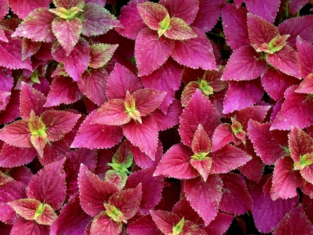 Coleus. - coleus, leaf, plectranthus, colour