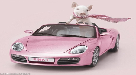 ROSA - cars, fany, animal, rosa