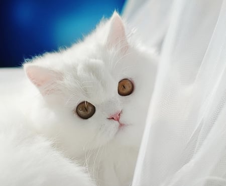 Am I cute? - nose, white, view, cute, eyes, cats, whiskers, cat