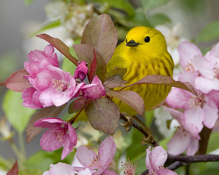 Yellow warbler. - blossom, warbler, bird, flower, spring