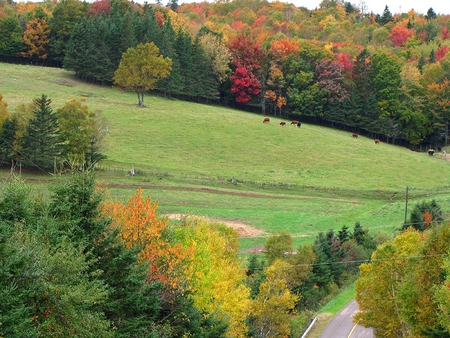 Beautiful Fields - colors, autumn, field, trees