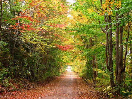 Beauty - trees, road, colors, autumn