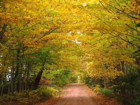 Relaxing Road - trees, road, colors, autumn