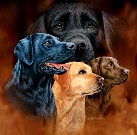 For Thomas - brown, labrador reteivers, dogs, golden, four, black