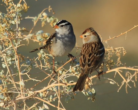 White-crowned Sparrows - sparrow, bird, twig, perch