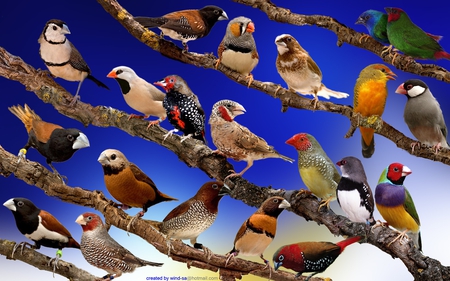 Finches. - bird, finch, colour, perch