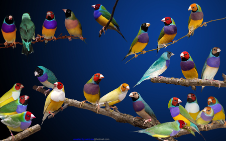 Gouldian finches. - colour, bird, finch, perch