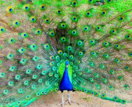 Feathers - bird, blue, fan, colors, tail, male, peacock, green, feathers