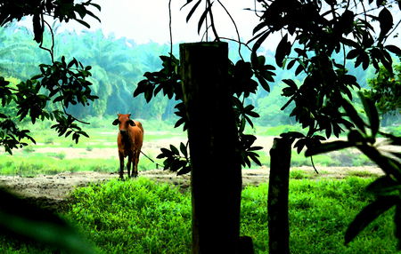 a cow and a place - alone, lonely, farm, single