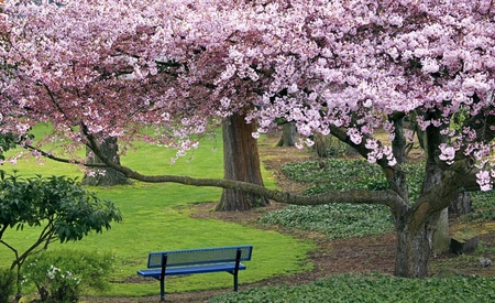 cherry blossoms 3 - nature, flowers, pink, beautiful