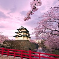 cherry blossoms Japan