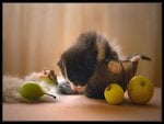 Kitten and apples