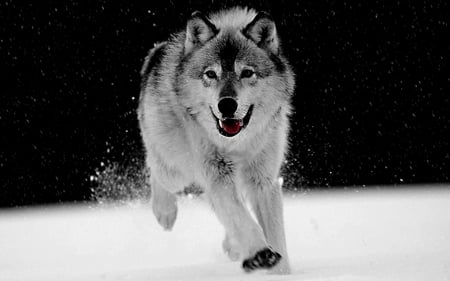 Play in The Snow  for  {Daxe09} - wolf, animals, photography, dogs, black and white, other