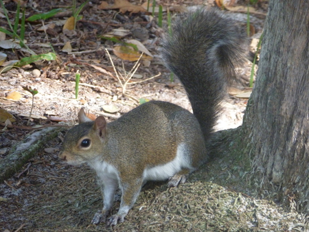 Need Food - small, rodent, animal, squirrel