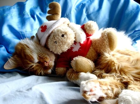 Cute cat with a teddy deer - sleep, kitten, teddy, lazy, cat