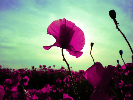 PINK POPPIES - nature, sky, flowers, poppies, other