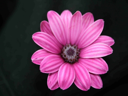 Pink on Black - nature, pink, black, other, flower