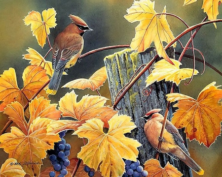 By Susan Bourdet - cardinal, susan bourdet, grape, autumnm, fall, nature, painting, fruit, art