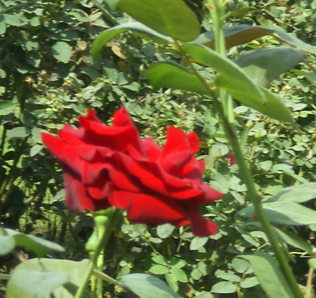 Red rose - flowers, red rose, nature