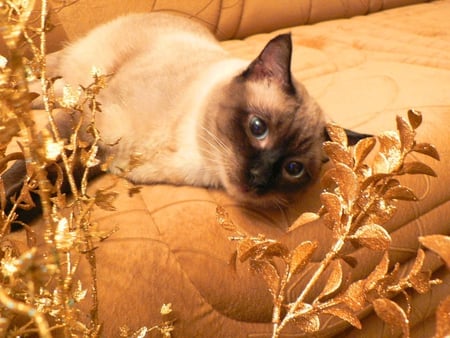 Lazy siamese cat - lazy, cat, kitty, siamese