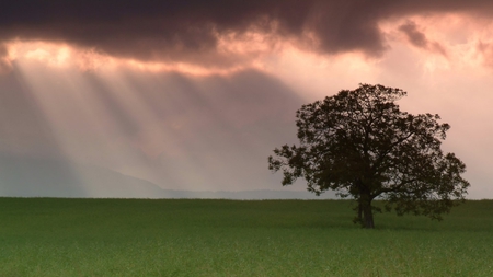 Single Tree - grass, tree, green, sky