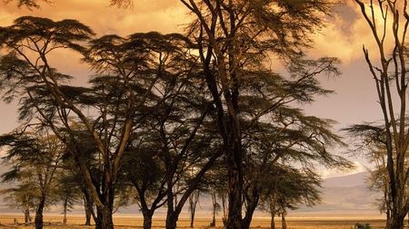 Trees in the desert - trees, nature, desert, tree