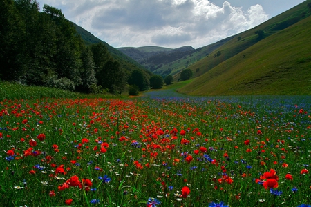 River of flowers - beautiful, flowers, mointains, peaceful, sky, magic, poppies, clouds, river, field, wonderful, nature