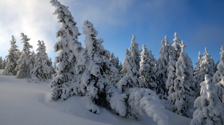 Winter - snow, winter, nature, tree