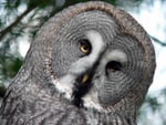 Great Grey Owl