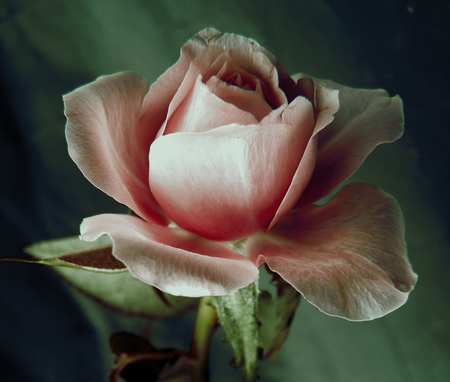 the_pink_beauty - nature, rose, 3d, flower, pink