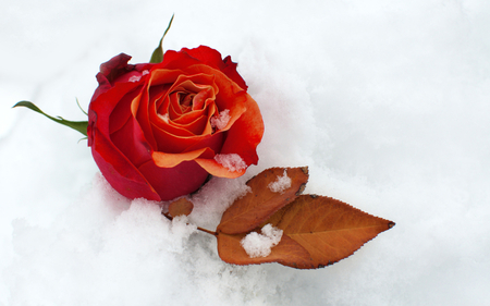 Red Rose - flowers, winter, red rose, nature, beautiful, snow, rose, leaf