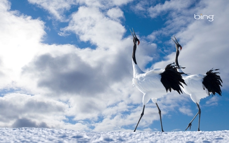 Japanese Cranes - sky, animals, winter, cranes, nature, clouds, snow, beautiful, birds