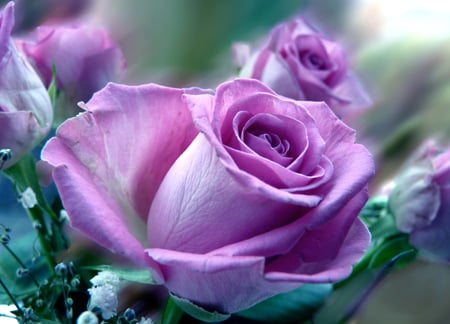 unspoken_words - purle, roses, flowers, nature