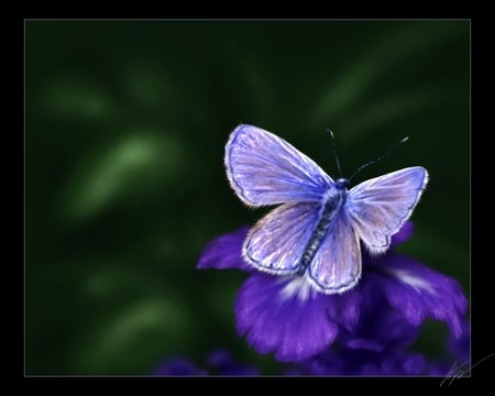 BLue - butterflies, animal, 3d, blue, art