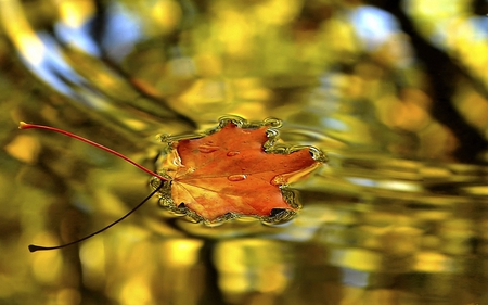 Last days of autumn - beauty, autumn, fall, golden colors, water drops, water, good bye, leaf