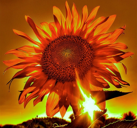 Beautiful Sunflower - flower, sunflower, nature, sun