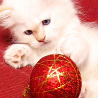 Christmas Kitty