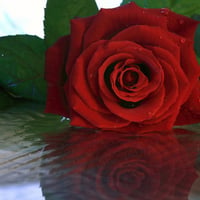 Red rose reflection for Barb â™¥áƒ¦(fireangls4)áƒ¦â™¥