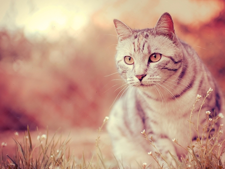 Cat at sunset - cat, feline, animal, kitten