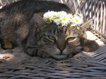 Bride cat