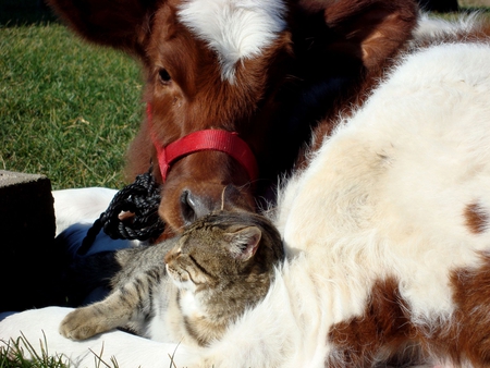 Friends forever - horse, animal, kitten, cat, feline, love