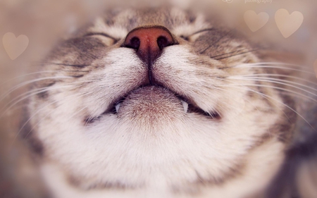 A big smile - cat, animal, feline, smile, kitten