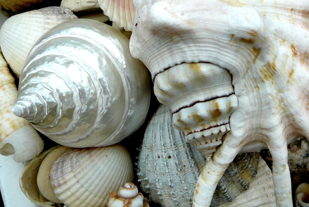 seashells - nature, seashells, shells, seashell