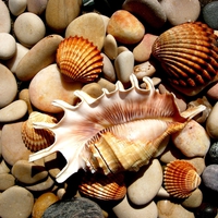 seashells