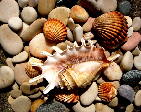 seashells - nature, seashells, shells, seashell