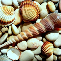 seashells