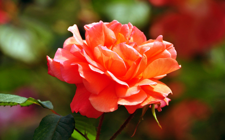 This is for You, .... - beauty, love, photography, rose, lovely, nature, red, beautiful, orange, flowers, photo, flower