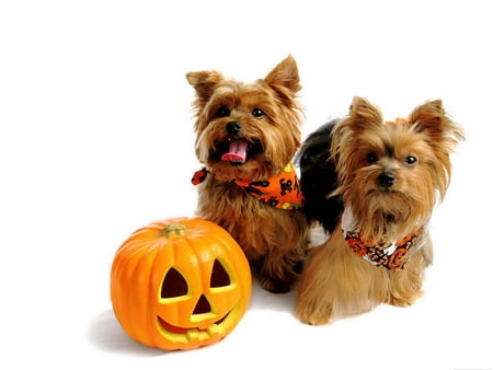 Dogs and pumpkins - yorkshire, puppy, pumpkin, dog, animal